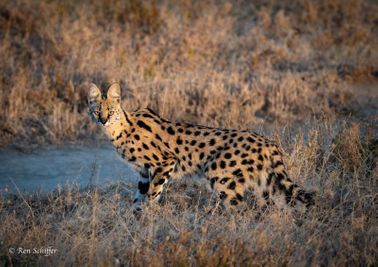 The serval is one of Tanzania's harder to see wild cats