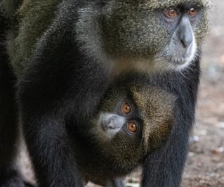 Mom and baby Blue Monkey, so cute!