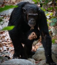 Wild chimps, amazing!!