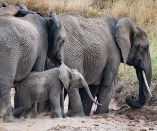 Large family group enhoying the mud of the water hole