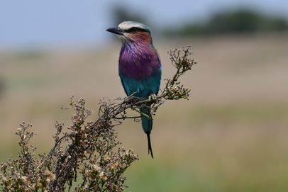 A lilac-breasted roller, just one of the many colorful birds we saw