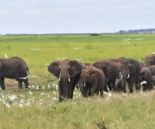 Tarangire is known for large elephant herds