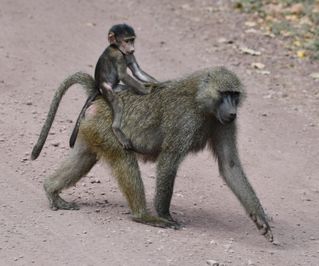 Baboons in the crater