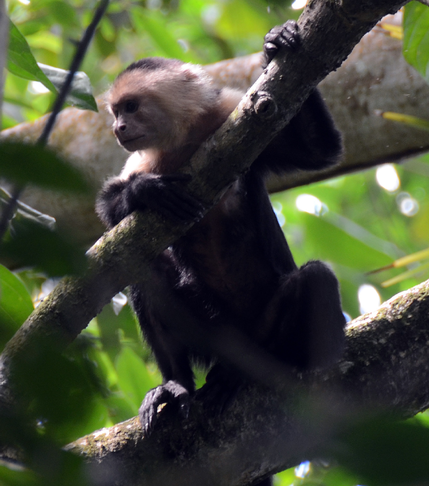 Costa Rica and Belize