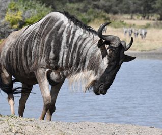 Wildebeest taking a drink