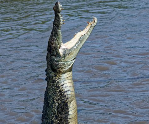 "Jumping" crocodile cruise in Australia