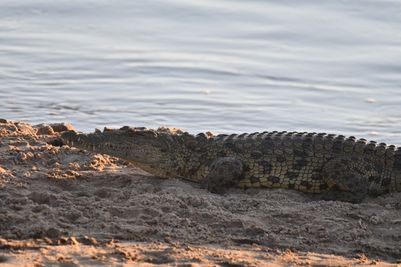 Crocodiles in wait at the Mara River crossing