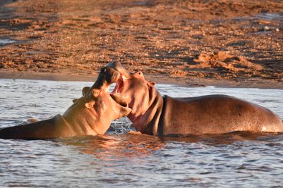 Hippos fill the river too