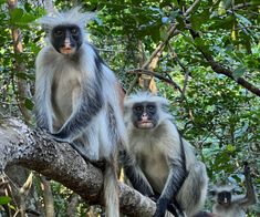 The Endangered Red Colobus Monkeys of Zanzibar