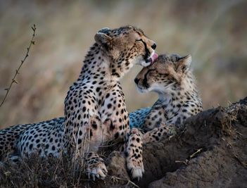 These two cheetahs were among the 8 we saw in under 24 hours!