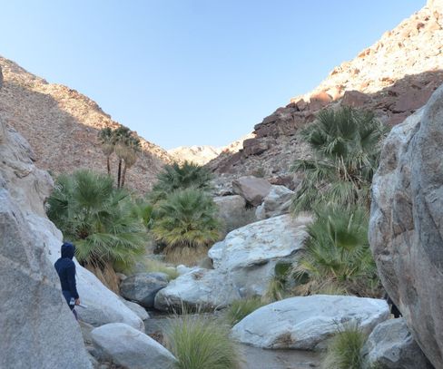 Anza Borego Desert Park