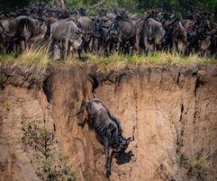 ...Then suddenly one wildebeest decides it's time to go!