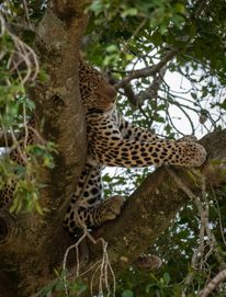 Spotted this leopard relaxing in a crook of a tree.