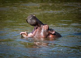 The hippos are another obstacle the herds face when they cross