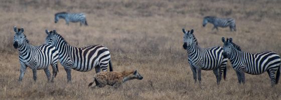 The zebras watch as a  hyena passes through