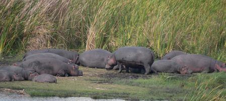 We were very focused on the lioness, the local hippos not so much!
