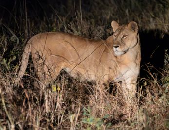 A lioness on the hunt