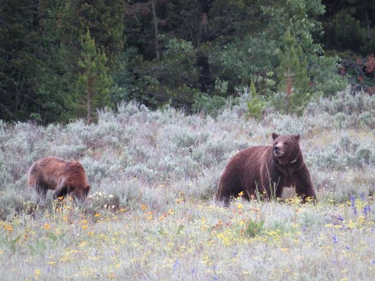 Wildlife of Grand Tetons and Yellowstone.