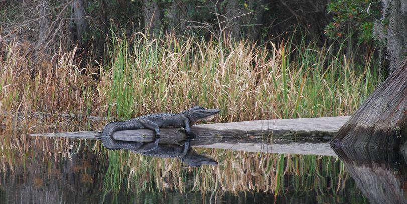 Okefenokee National Wildlife Refuge