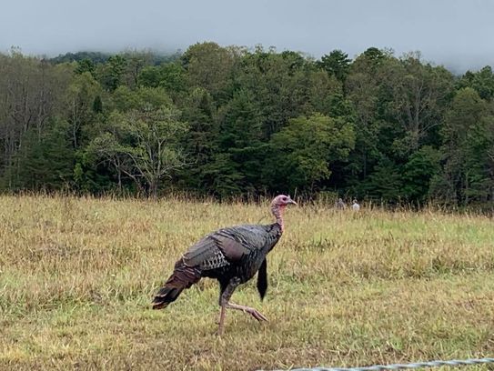 Cades Cove, TN