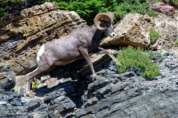 British columbia's National Parks