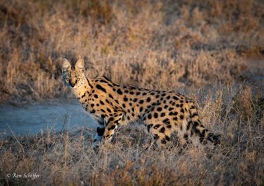 The serval is one of Tanzania's harder to see wild cats