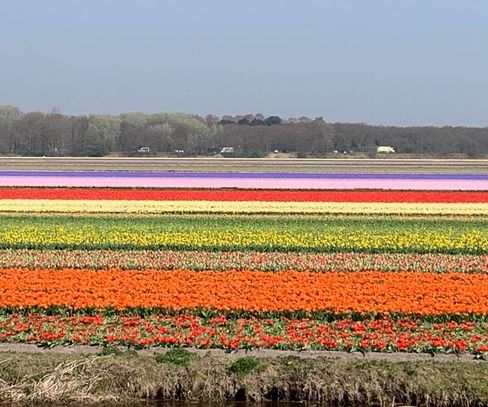 Tulip Fields of Lisse