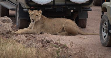 Safari cars provide shade and a spot to hide from your prey