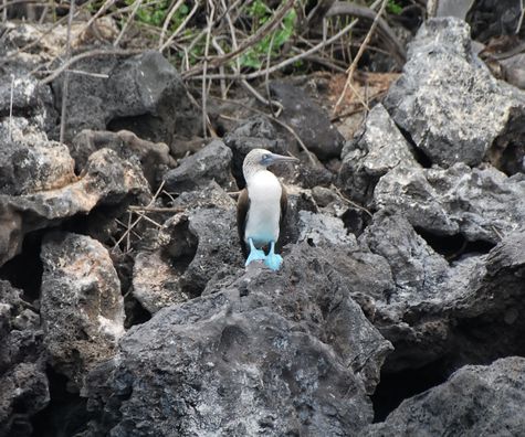  The Galapagos Islands