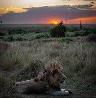 The king enjoys sunset too