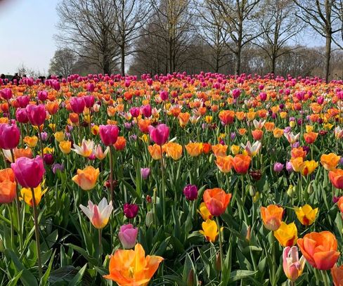 The Keukenhof Gardens