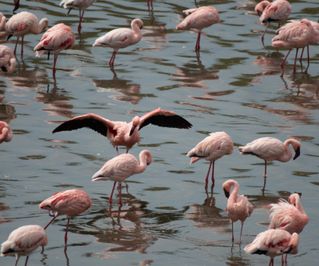 Flamingoes! A lovely view from our picnic lunch.