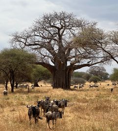 Wildebeest, warthogs & more! Amazing to see different species together