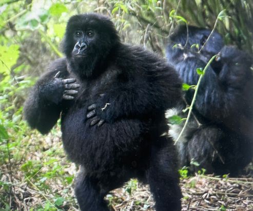 Rwanda and her mountain gorillas