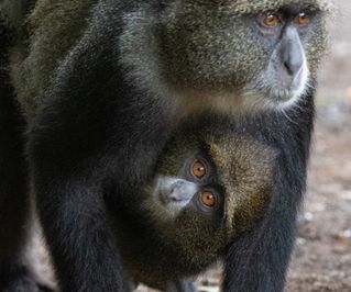 Mom and baby Blue Monkey, so cute!