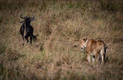 A potentially deadly situation as the lioness approaches