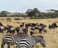 A hard earned reward. The herds reach their goal - grass and food