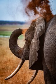 Elephants use the mud as sunscreen