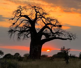 The magnificient baobab tree - estimated to be 1000 years old