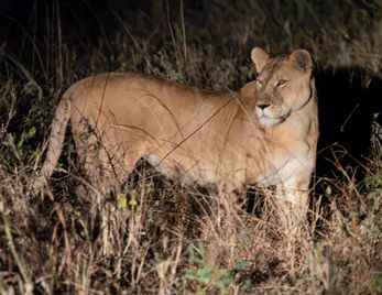 A lioness on the hunt