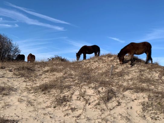 The Outer Banks, NC