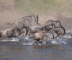 Safety in numbers as animals of all ages make the plunge together