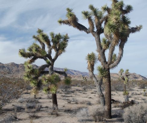 Joshua Tree National Park, California