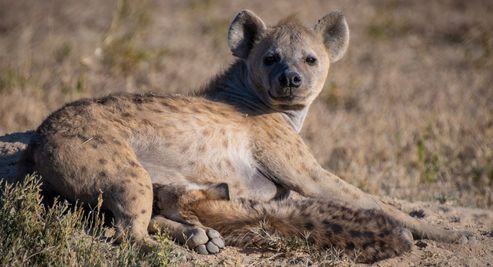 Mother hyenna nursing one of her cubs