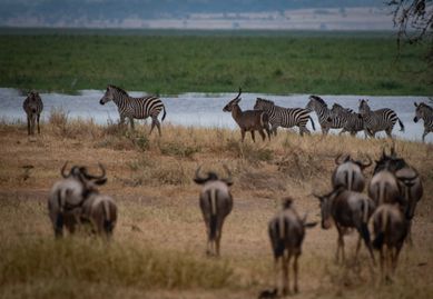 Many species share the watering holes