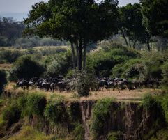 The herds lined up on the opposite side and seem calm