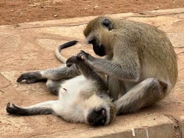 Rest stop for us, spa spot for local monkeys  