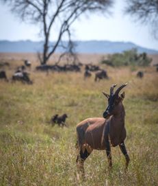 The Topi is just one of the antelope species that live in the Serenget