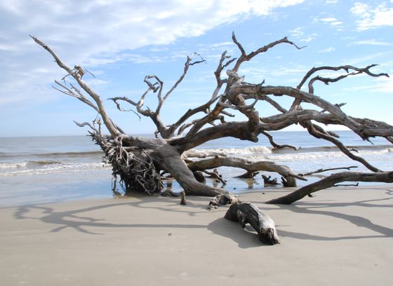 Sea Islands, off the coast of Ga and SC