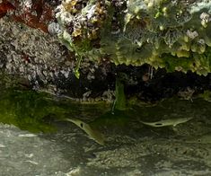 Amazing clear water perfect for snorkel and SCUBA